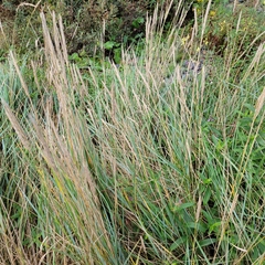 Ammophila breviligulata