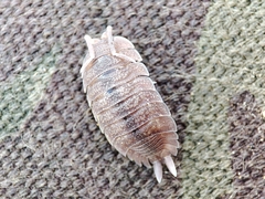 Porcellio
