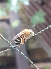 Zonamegilla