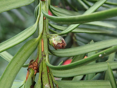 Cecidophyopsis psilaspis