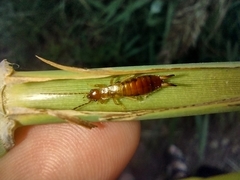 Apterygida albipennis