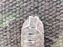 Porcellio