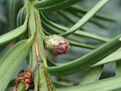 Cecidophyopsis psilaspis