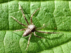 Philodromus
