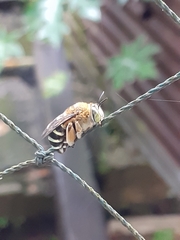 Zonamegilla