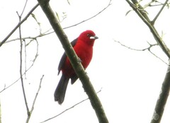 Ramphocelus bresilius