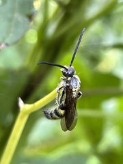 Campsomerinae