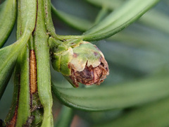 Cecidophyopsis psilaspis