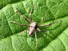 Philodromus