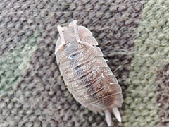 Porcellio