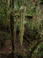 Pseudisothecium stoloniferum