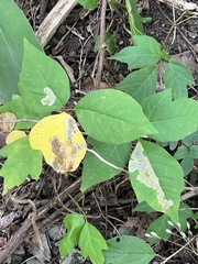 Cameraria guttifinitella
