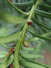 Cecidophyopsis psilaspis