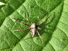 Philodromus