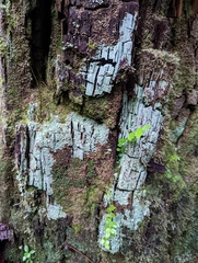 Icmadophila ericetorum