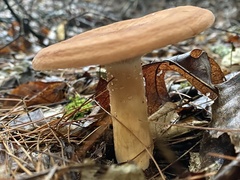 Lactifluus volemus