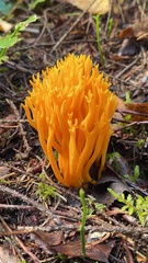 Calocera viscosa