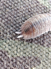 Porcellio