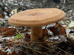 Lactifluus volemus