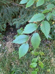 Betula alleghaniensis