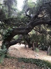 Quercus agrifolia