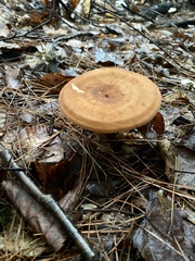 Lactifluus volemus
