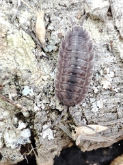Porcellio