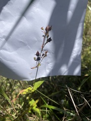 Hypericum virginicum