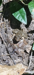 Limnonectes blythii