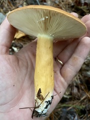 Lactifluus volemus