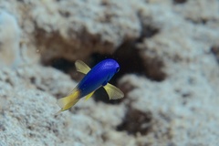 Pomacentrus caeruleus