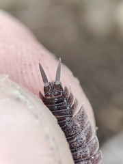 Porcellio