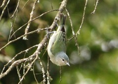 Conirostrum speciosum