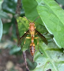 Parapolybia
