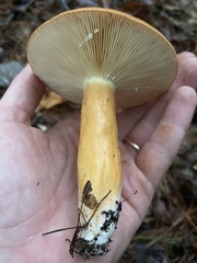 Lactifluus volemus