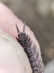 Porcellio