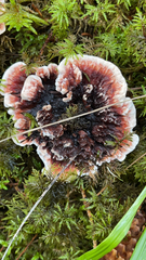 Hydnellum peckii