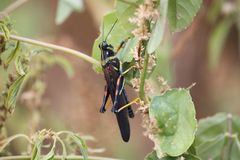 Schistocerca melanocera