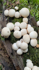 Apioperdon pyriforme