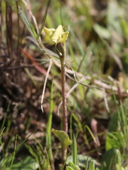 Disperis villosa