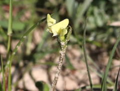 Disperis villosa