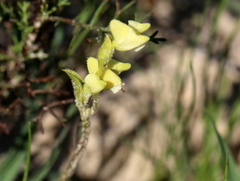 Disperis villosa