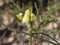 Disperis villosa