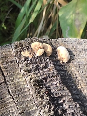 Coriolopsis gallica