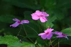 Impatiens walleriana