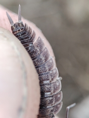 Porcellio