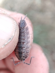 Porcellio