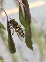 Syrphus opinator