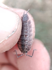 Porcellio