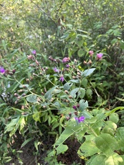 Vernonia baldwinii